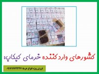 معرفی خرمای کبکاب دشتستان