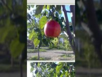 نهال به قرمزارقام نهال بهنهالستان تک فیدان 09144811631