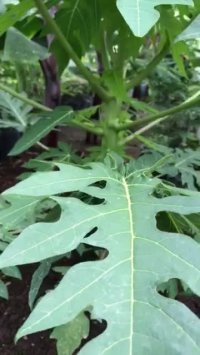 نهال پاپایا سوپر پاکوتاه ویتنامی در گلخانه ردبازار . رشت " شروع به گلدهی کرده