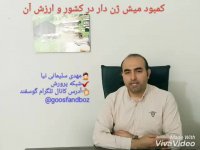 کمبود میش ژن دار ( گوسفند چندقلوزا و گوسفند شیری )  و ارزش آن