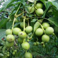 خرید درخت گردو پکان دیرگل 09123205271