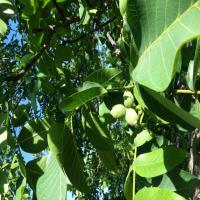 فروش نهال گردو پدرو پیوندی  09121270623