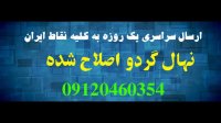 فروش نهال گردوی چندلر پاکوتاه 09120460327
