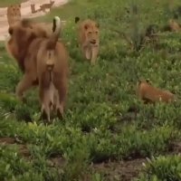 احساسات مادرانه از جنس شیرها