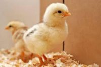 جوجه گوشتی یکروزه