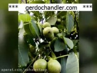 بهترین ارقام نهال گردوی خوشه ای | 09141832393