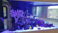 آکواریوم حرفه ای آب شور تپه مرجانی :