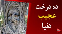 10 درخت عجیب در دنیا که شما را شگفت زده می کند
