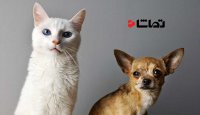 چرا گربه ها از سگ ها بهترند