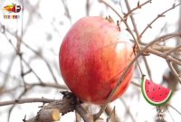 کلیپ شب یلدا با آهنگ شب طولانی با صدای علی مولائی