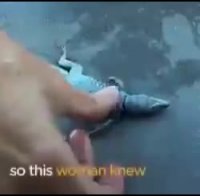 تنفس مصنوعی به مارمولک