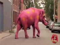 دوربین مخفی "فیل صورتی خالخالی در خیابان"