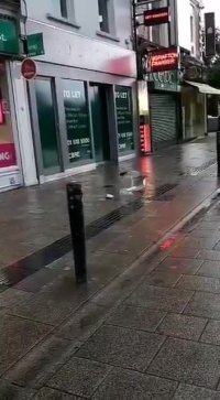 کلیپ خنده دار مرغ های دریایی سارق