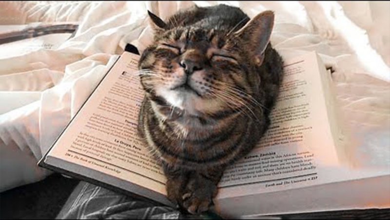 کلیپ طنز از گربه ها