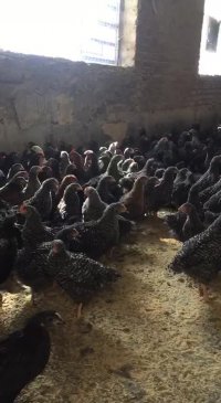 نیمچه بلک استار