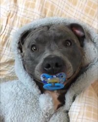 سگ بامزه ای که مثل نوزاد می خوابه