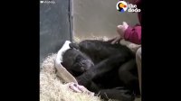 Dying Chimp Says Goodbye To Old Friend | The Dodo