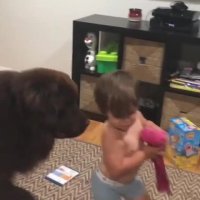 بازی و شادی با حیوانات خونگی