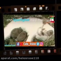 عشق و عاطفه مادرى گربه براى جوجه تیغى هاى یتیم