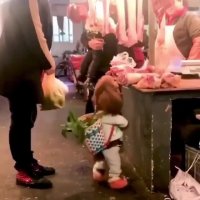 با این سگ خوشگل فقط بری خرید