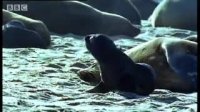 Cape fur seal pups v black back jackalls - Dune - BBC wildlife