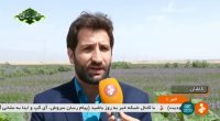 Iran Herbal plants cultivation report, Arad & Bidgol county برداشت گياهان دارويي آران و بيدگل
