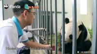 熊猫频道四周年特别节目《饲养员背后的故事》英文第三版~1