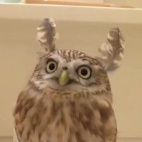 بامزگی بی حد و اندازه