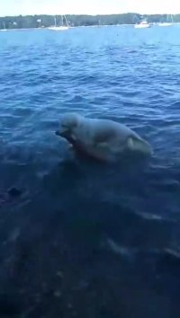 نجات قهرمانانه بچه آهو توسط یک سگ