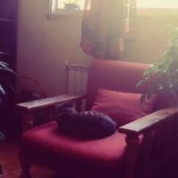 گربه هانیه توسلی