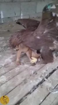 وقتی به کادون میزنی