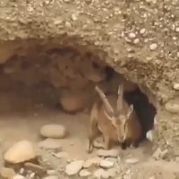 پناهگاه بزکوهی را ببینید