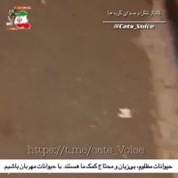 حیوانات مظلوم بیگناه محتاج كمك ماهستنداین دنیا ناتوانند