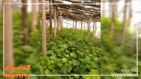 تولیدات گلخانه ای شاکر  در ارومیه