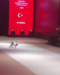 حضور موفق گربه در مد لباس