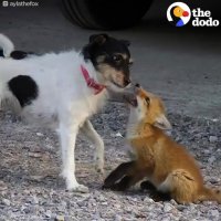 بچه روباهی که دوستان زیادی دارد