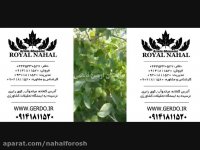 خرید نهال گردو پایه کوتاه 09141811520
