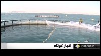 کامل شدن چرخه تولید ماهی در قفس در هرمزگان