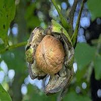 قیمت نهال گردو پدرو 09124482642