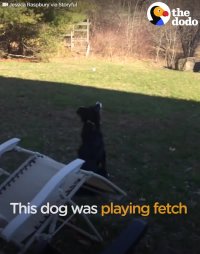 Dog Tries to Fetch The Moon | The Dodo