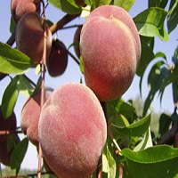 هلو اصلاح شده 09197722560