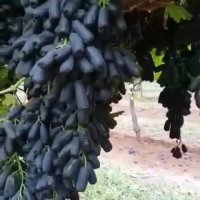 نهال انگور موندراپ (سوییت شاپر)