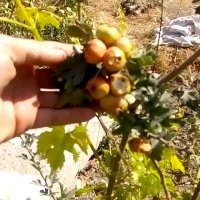 نهال زالزالک-نهالستان پارس 09159157465