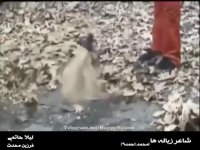 عاشقانه ایی از فیلم شاعر زباله ها - میبیند و نمیبینی- لیلا حاتمی - فرزین محدث