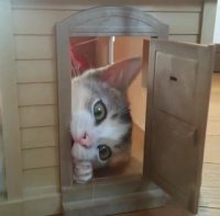 بازی با گربه