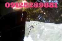 ترمیم شیشه اتومبیل غرب شرق و شمال تهران 09125239881