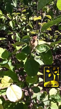 خرید نهال به نهالستان تک فیدان 09144811631