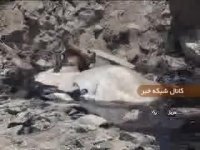 باتلاق قیر، بلای جان دام ها!