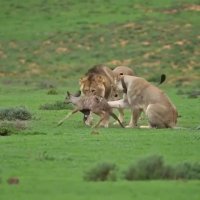 رفتار عجیب شیر با بچه آهو