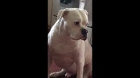 Guilty Boxer knows he's in trouble